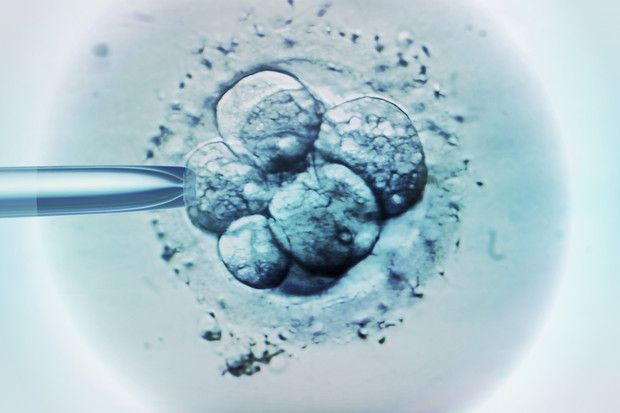 Embryo in blastocyst stage